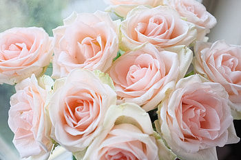 Light pink, roses, bouquet HD wallpaper