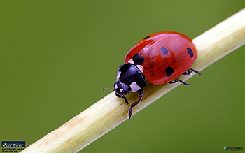ladybird, nature, spots, red HD wallpaper