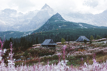 Tatry mountains, landscape, blossom, meadow, nature HD wallpaper