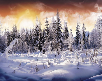 Earth Winter, winter, awesome, plants, pines, gold, nice, earth, brown, snow, trees, amazing, white, frozen, sunsets, landscape, reflected, sunrises, forests, beautiful, seasons, orange, icy, yellow, cool, nature, sky, ice HD wallpaper