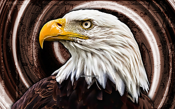 Bald Eagle, brown grunge background, USA symbol, creative, birds of North America, vortex, eagle, Haliaeetus leucocephalus, Bald Eagle HD wallpaper