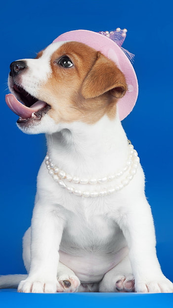 Animal, puppy HD phone wallpaper