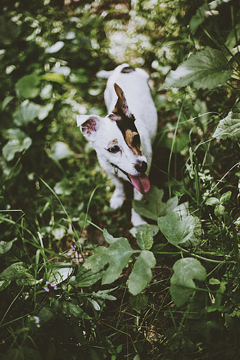 Animals, Grass, Dog, Stroll, Jack Russell Terrier HD phone wallpaper