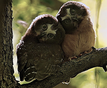 Curiosity, owls, feathers, heads cocked, forest, greesn, big eyes, curious, tree HD wallpaper