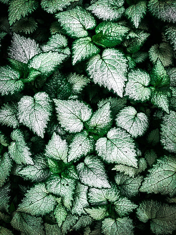 Leaves, Plant, Macro, Beautiful HD phone wallpaper