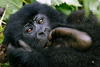 Animals, Hand, Monkey, Wool HD wallpaper