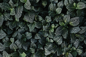 Nature, Leaves, View From Above HD wallpaper