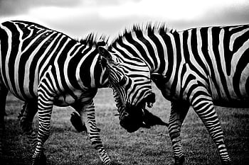 Captivating black and white of zebras interacting in their natural habitat. HD wallpaper
