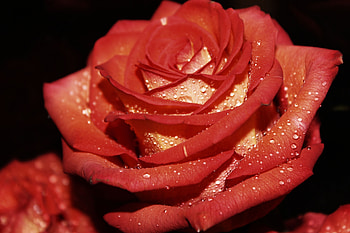 Drops, Macro, Rose Flower, Rose HD wallpaper