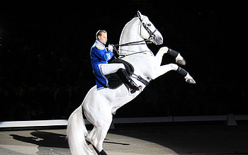 Lippizan Performance, horses, white, vienna, dressage, lippizaner, austria, lippizan HD wallpaper