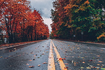 A vibrant autumn scene with colorful foliage lining a wet road in Long Pond, PA. HD wallpaper