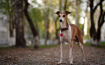 Animals, Forest, Dog, Color, Stroll, Hunting, Hunt, Collar HD wallpaper