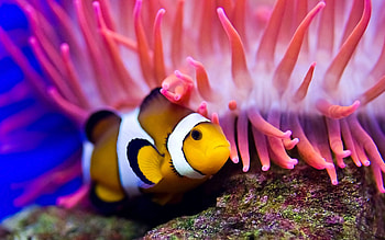Animals, Water, Sea, Clown Fish, Fish Clown, Actinia, Actinium HD wallpaper