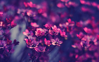Plants, Flowers, Violet HD wallpaper