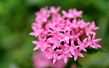 Flowers, garden, pink, heart, flower HD wallpaper