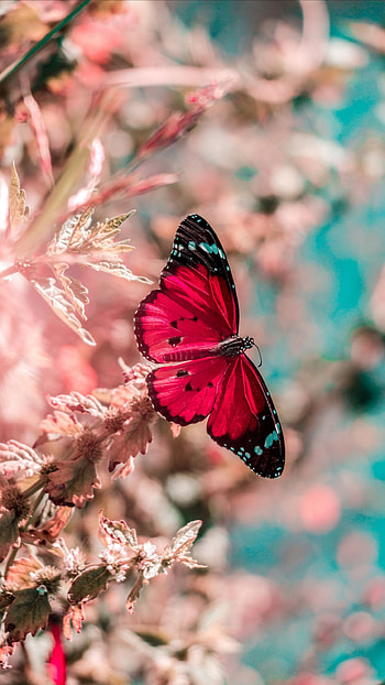 Red Butterfly, Adorable Aesthetic HD phone wallpaper