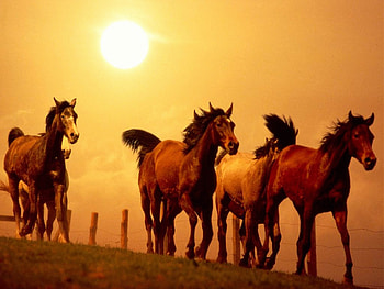 Animals, Sunset, Horses, Run, Running HD wallpaper