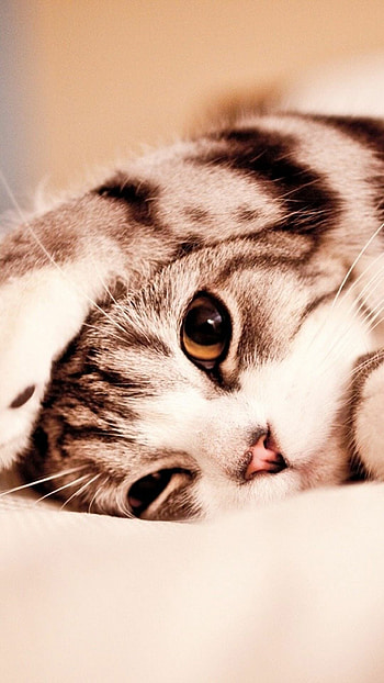 Best cat , High-quality , Stunning felines, Captivating beauty HD phone wallpaper