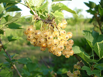 Plants, Food, Berries, Gooseberry HD wallpaper