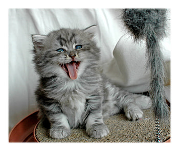 cute little cat, art , animals, cute, cat, little HD wallpaper