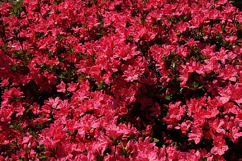 Flowers, pink, leaves, nature HD wallpaper