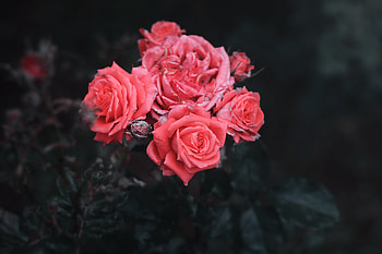 Flowers, Roses, Bush, Buds HD wallpaper