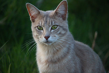 Animals, Cat, Muzzle, Sight, Opinion HD wallpaper