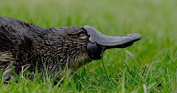 Platypus, Australian native wildlife, Diverse habitat, Unique species HD wallpaper