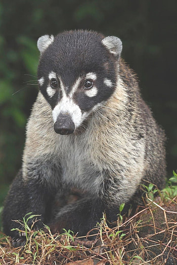 Snookum bear coati, Arenal area, Costa Rica, Unusual animals HD phone wallpaper