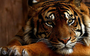 Sleepy tiger grace, Serene , Peaceful beauty, Relaxing scenery HD wallpaper