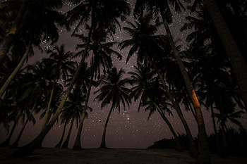 Nature, Night, Palms, Starry Sky, Tropics, Maldives HD wallpaper