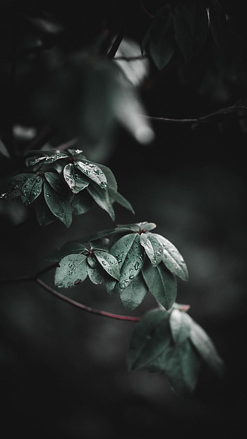 Leaves, Drops, Macro, Wet, Branches HD phone wallpaper
