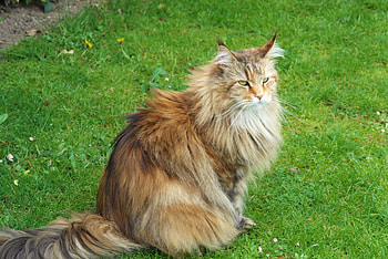 Animals, Grass, Sit, Cat, Fluffy HD wallpaper