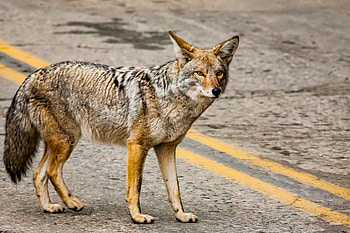Coyote, East Bay menace, Child bites, Increased incidents HD wallpaper