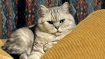 Animals, Cat, To Lie Down, Lie, Muzzle, Fat, Thick, Satisfied, Content HD wallpaper