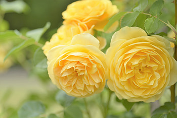 Yellow roses, Flowers, Roses, Yellow, Bokeh HD wallpaper