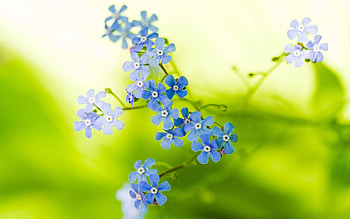 Flowers, Blur, Smooth, Greens, Small, Stem, Stalk HD wallpaper