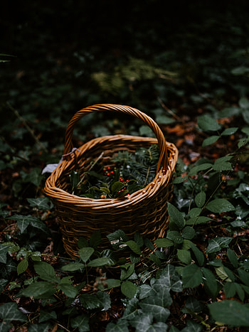 Nature, Berries, Miscellanea, Miscellaneous, Branches, Basket, Wicker, Braided HD phone wallpaper