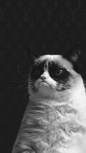 Funny Grumpy Cat 6 plus - mobile.net HD phone wallpaper