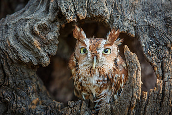 Owl, wood, bird, hollow, cute HD wallpaper