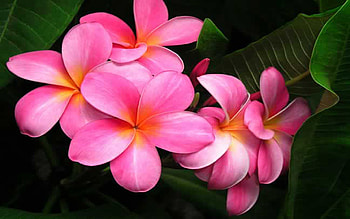 Pink plumeria , Floral backdrop, Serene floral beauty, Nature's pink enchantment HD wallpaper