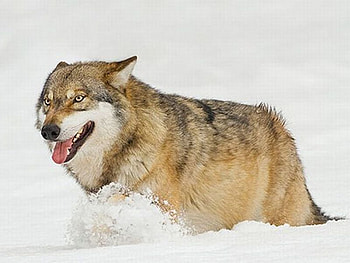 Snow Wolf, cool, wolf, , snow HD wallpaper