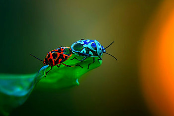 Amazing Colors, colors, amazing, bugs HD wallpaper