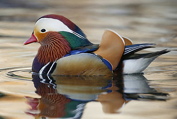 Mandarin duck, white, black, green, red, orange, water, lake HD wallpaper