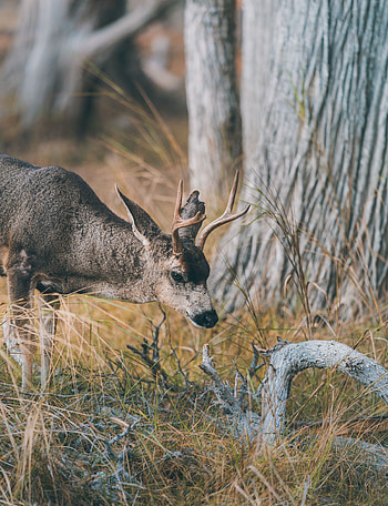 Animals, Grass, Brown, Branch, Animal, Deer HD phone wallpaper