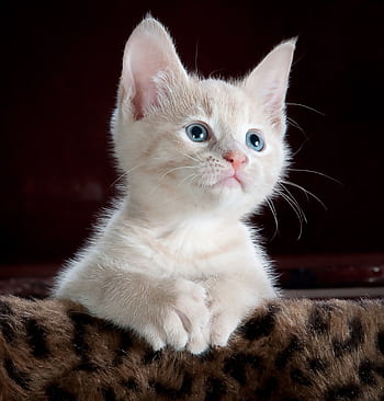 Close-up portrait of an adorable cream-colored kitten with blue eyes resting indoors. HD phone wallpaper