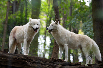 Arctic Wolf, Arctic Wolves, Endangered species, Arctic habitat HD wallpaper