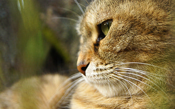 Animals, Cat, Muzzle, Sight, Opinion HD wallpaper