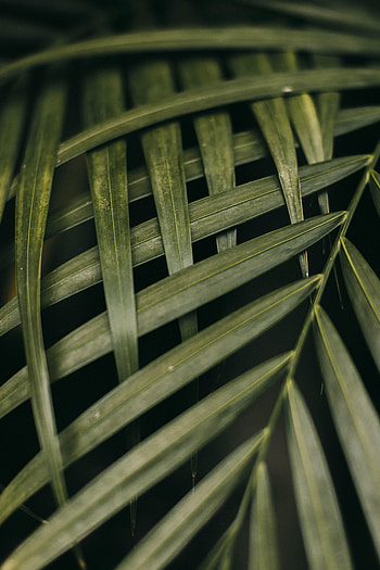 Leaves, Plant, Macro, Branches HD phone wallpaper