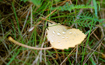 Water, Grass, Background, Drops, Macro, Dew, Leaflet HD wallpaper
